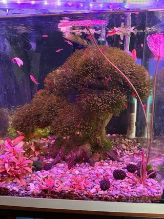 Bonsái de musgo para acuario