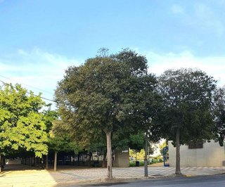 Local comercial en venta en Daimiel