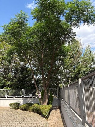 Piso en alquiler en Aravaca en Madrid