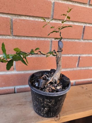 Bonsái Granado Neji Kan
