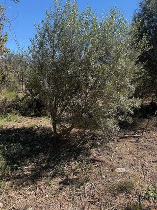 Terreno en venta en Pego