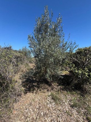 Terreno en venta en Pego