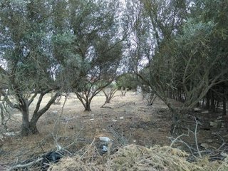 Solar en venta en Las Canteras - El Almendral en Puerto Real