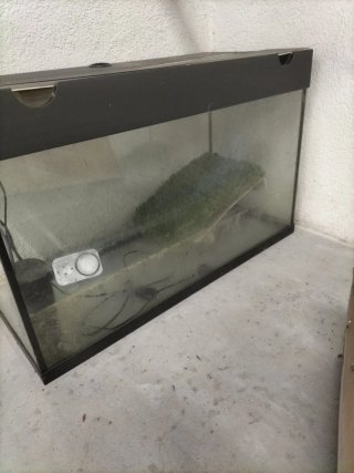 Acuario negro y transparente