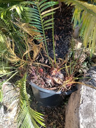 Palmera Cyca está con un montón de retoños