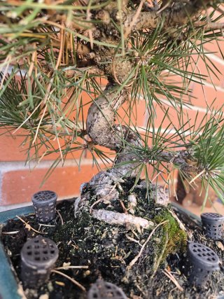 Bonsái Pino Negro Japonés (Thunbergii)