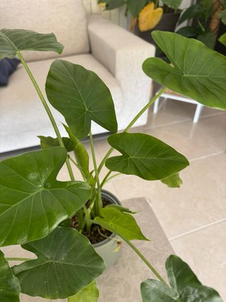 Marquesas a 7€ cada una