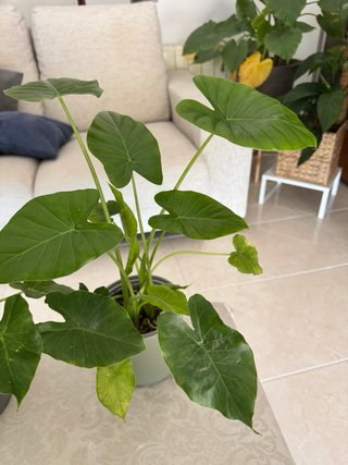 Marquesas a 7€ cada una