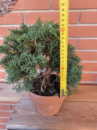 Bonsái Juniperus Kishu
