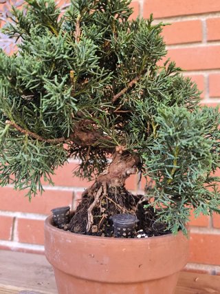 Bonsái Juniperus Kishu