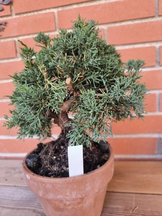 Bonsái Juniperus Kishu