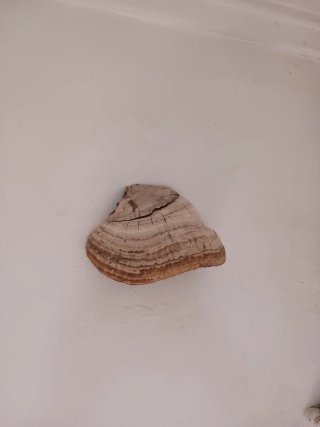 Fungo di zolfo