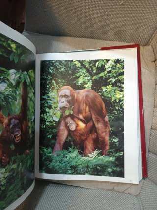 Dedicado A los Primates