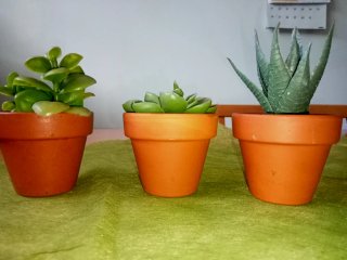 Set 3 Piante Grasse Artificiali Vaso Terracotta
