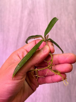 Hoya shepherdii