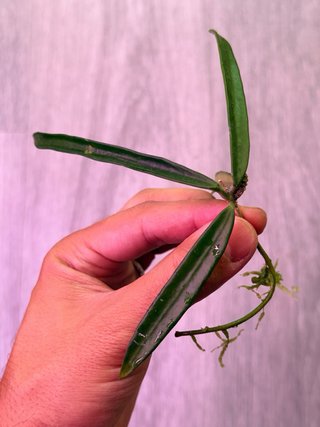 Hoya shepherdii