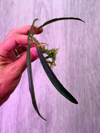 Hoya shepherdii 02