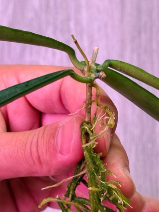 Hoya shepherdii 02