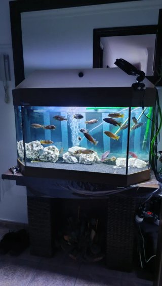 Acuario 240L completo con Eheim 2217 y accesorios