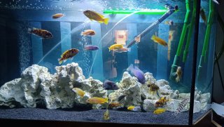Acuario 240L completo con Eheim 2217 y accesorios
