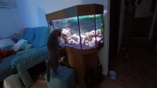 Acuario 240L completo con Eheim 2217 y accesorios
