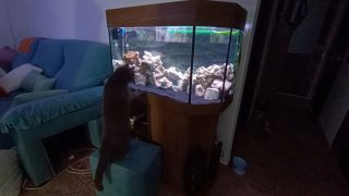 Acuario 240L completo con Eheim 2217 y accesorios