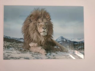Cuadro León Cristal