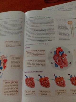 Anatomía aplicada 1 bach.Vicens Vives