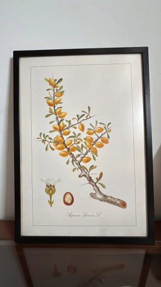 Cuadro Argania Spinosa L.