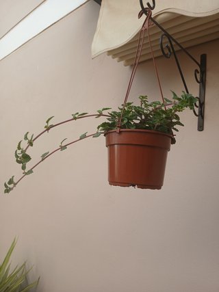 Planta de incienso colgante