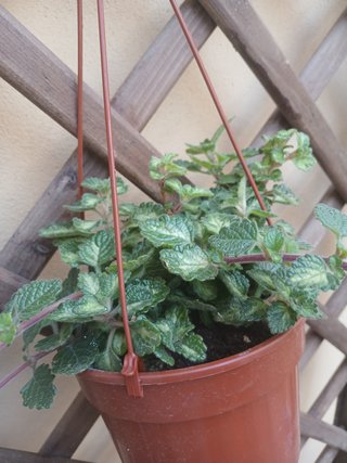Planta de incienso colgante
