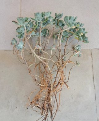 Ramillete de Aeonium con raíces