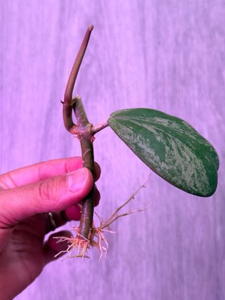 Hoya Kerrii Splash