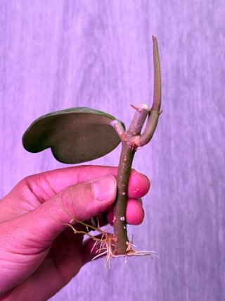 Hoya Kerrii Splash
