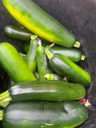 Verdura fresca recién cosechada