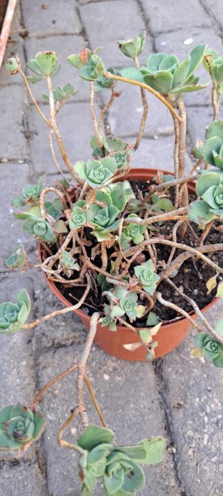 Maceta Aeonium
