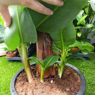 Platanero