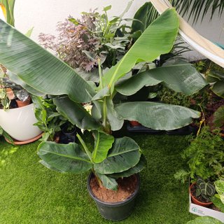Platanero
