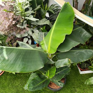 Platanero