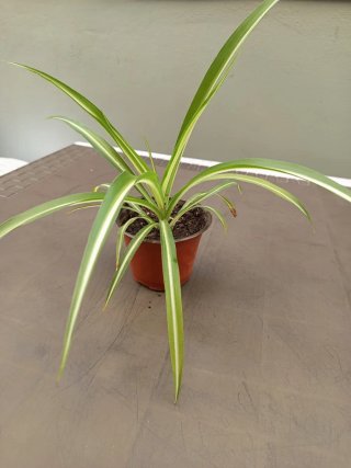 Planta Cinta Chlorophytum comosum