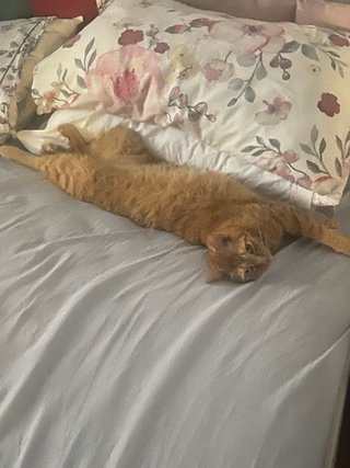 Foto di animali domestici