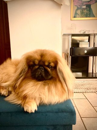 Foto di animali domestici