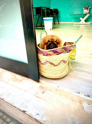 Foto di animali domestici