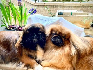 Foto di animali domestici