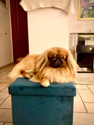 Foto di animali domestici