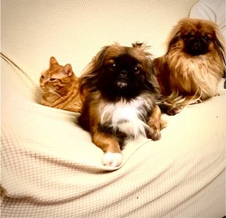 Foto di animali domestici