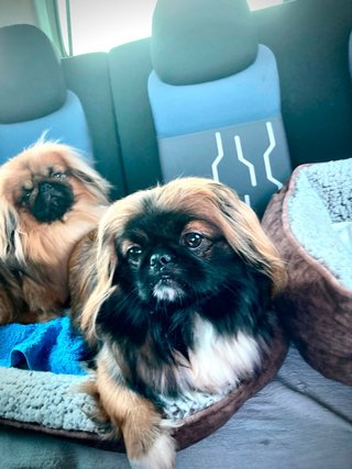 Foto di animali domestici