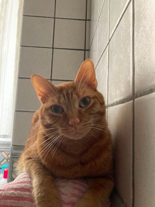 Foto di animali domestici