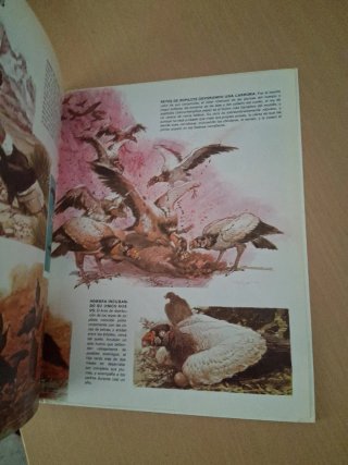 Los animales de la selva amazónica