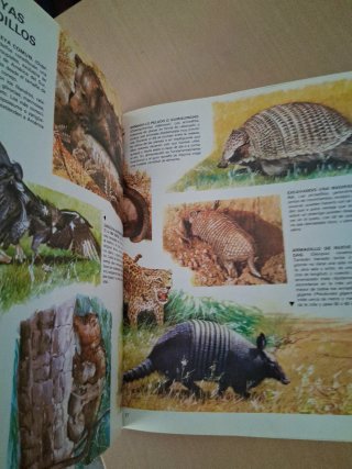 Los animales de la selva amazónica